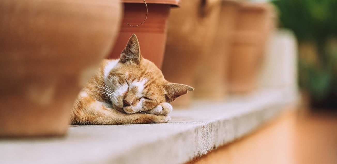 Beat the Heat: Tips & Tricks from Around the World