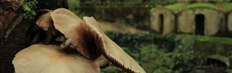 Rejuvenile Club Group