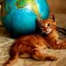 InterNations Essen August Official Event: International Cat Day