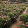 Wellness Weekend in Taif Roses Land