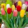 Tulips and Science