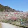 Plum Blossom Walk