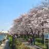 Sumida Park Sakura Picnic