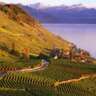 Swiss Wines 