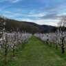 Apricot Blossom in Wachau