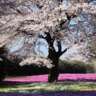 50 NYC Landmarks: (16) Sakura @ Bloomfest!