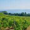 Neuchatel Wines