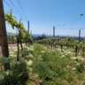Rheingau Wine Stand Hike / 22 Km, 6 H Plus Breaks, Hills