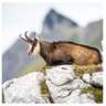 Meet the chamois - Evening hike in the Vosges