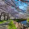 The Longest Cherry Blossom Path in Japan 2026
