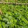 Let's Collect Wild Garlic