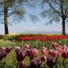 Walk From Lausanne to Morges & Tulips Festival 