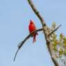 Spring Bird Migration Walk