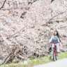 Biking - Cherry Blossoms at the Botanical Garden SPRING & FUN