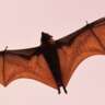 Night Time Guided Tour - Bats in Benrath
