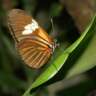 Butterfly Farm With Lizards and Tropical Plants - Near Den Haag