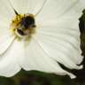 Apiary (Bee Hives) Visit - Photo Bees & Flowers