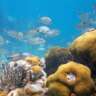 Let's Enjoy Snorkeling