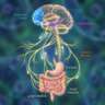 Exploring the Brain–Microbiome Link (Spa) Registration Required
