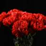 Celebrate Portuguese Carnation Revolution