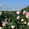 Yokohama Rose Walk