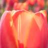Let's Enjoy a Tulip Festival!