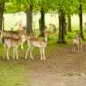 Potluck Picnic & Walk in Phoenix Park