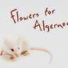 Let's Enjoy Reading "Flowers for Algernon" by Daniel Keys