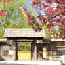 Picnic Amongst Cherry Blossoms