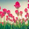 Let’s Enjoy the Magic of Tulips 🌷together!