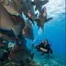 Scuba Dive in Apo Reef-Philippines