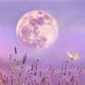 Full Moon Healing - Energy Wellness