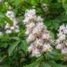 The Trees Are Blooming Again in the Prater