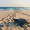 WORLD OCEAN CELEBRATION - Dune Restoration