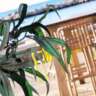 InterNations Málaga | June - Welcome Summer Event