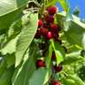 Cherish the Cherry,Pick All You Can Eat for Free!
