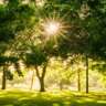 Walk & Talk in A Park