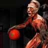 Body World's Exhibition 