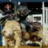 Bull-O-Rama Is Back