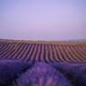 Scrosci Di Vita - Dinner and Event in A Lavender Field