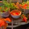 InterNations Manama: Sushi Social