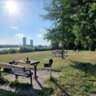 Summer Picnic at the Alte Donau