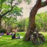 Summer Picnic & Chat