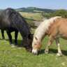 Volunteering: Animal Sanctuary Leben Lassen