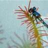 Carnivorous Plant Show / Market (With Lunch)!