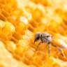 Honey Route: Bees (Day Trip)