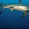 Malapascua Thresher Sharks Dive Adventure