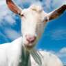 Feeling Grate & Totally Goat-Ed: Dinner at Chèvre!