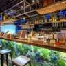 Staycation Social: Summer Nights in Tokyo