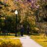 Morning Walk in a Park